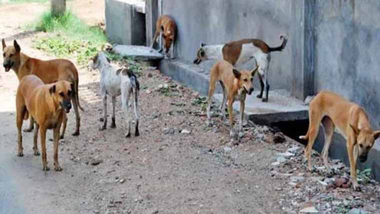 بلوچستان حکومت کی کتوں ، بلیوں کو نہ مارنے کی ہدایت