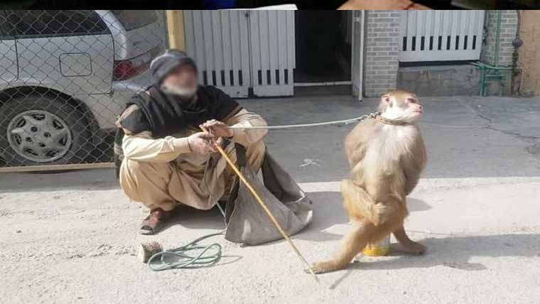 بندروں کا غیر قانونی تماشا محکمہ وائلڈ لائف خاموش