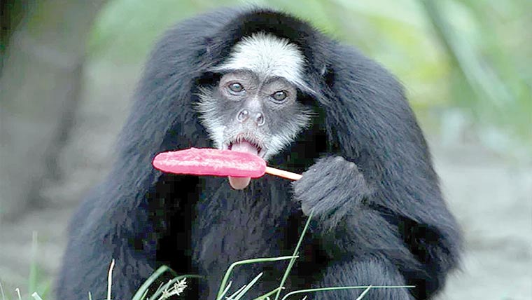  گرمی سے بچاؤ ، بندروں کو جمی ہوئی خوراک دی جانے لگی