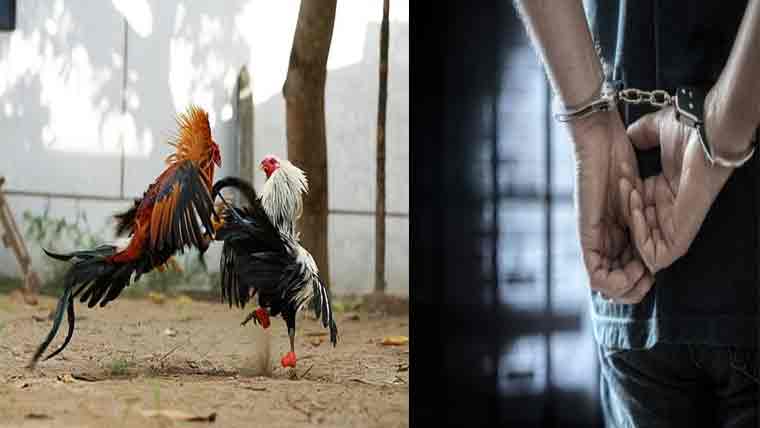  پپلاں پولیس کی کارروائی، مرغوں  کی لڑائی پر جوا، 5 ملزمان گرفتار 