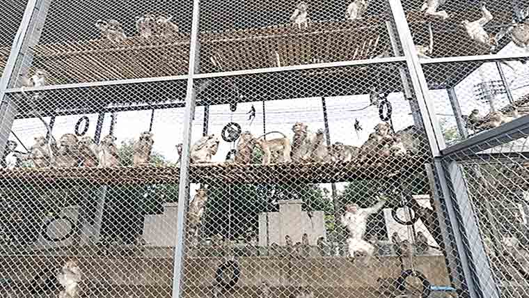 تھائی لینڈ:انکلوژر سے 100بندر فرار، تلاش جاری
