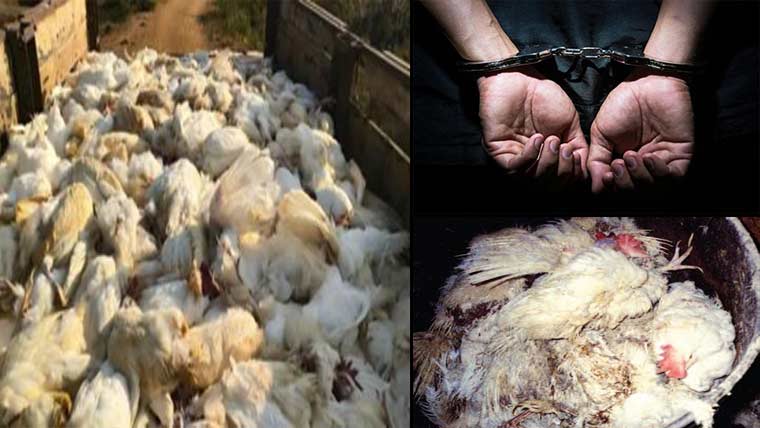 ماموں کانجن:کم وزنی روٹی اور مردہ  برائلر مرغیوں کی فروخت پر ایکشن