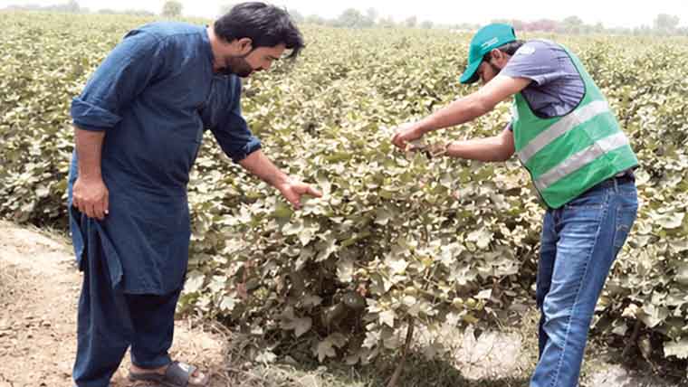 گرمی میں کپاس کی بہتر دیکھ  بھال، محکمہ زراعت کا کسانوں  کو احتیاطی تدابیر کا مشورہ