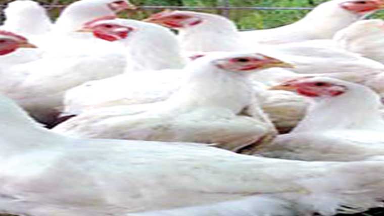 گوشت 21روپے کلو مہنگا 