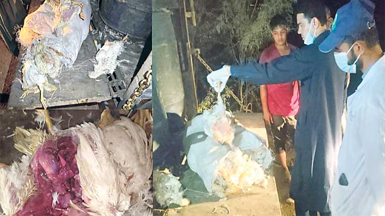 گوجرہ : فوڈ اتھارٹی کا چھاپہ، 2,175 کلو مردہ مرغیاں برآمد