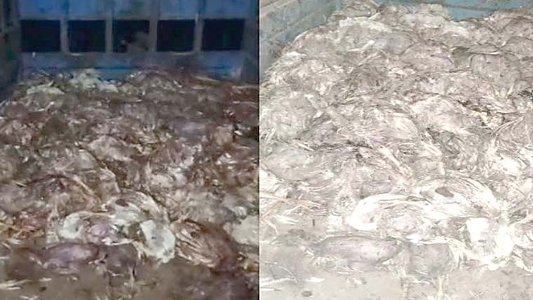 شورکوٹ:مردہ مرغیوں سے بھرا رکشہ پکڑا گیا2افراد گرفتار