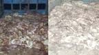 شورکوٹ:مردہ مرغیوں سے بھرا رکشہ پکڑا گیا2افراد گرفتار