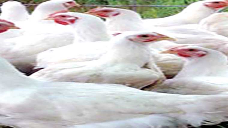 گوشت 8روپے کلو سستا 