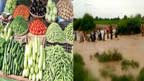 بارش، سیلاب سے فصلیں برباد، سبزیاں مہنگی 