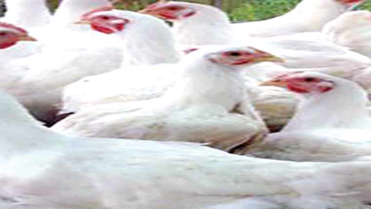 گوشت 468روپے کلو فروخت 
