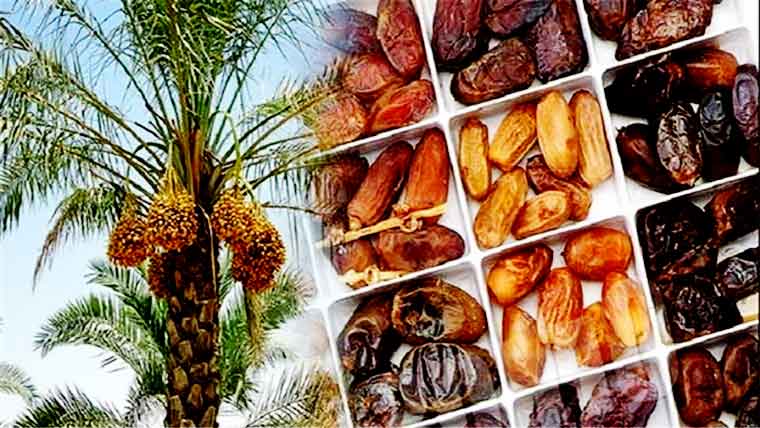  کھجور کی اقسام اور پیداوار  بہتر بنانے کا فیصلہ