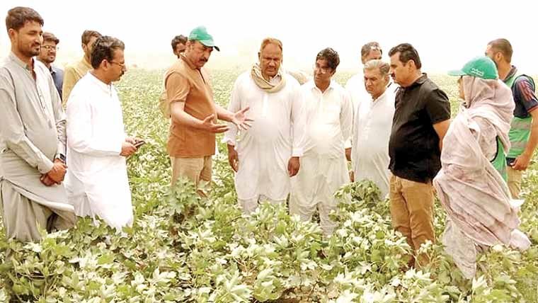  کپاس کو نقصان دہ کیڑوں سے  محفوظ رکھنے کیلئے سرگرمیاں تیز