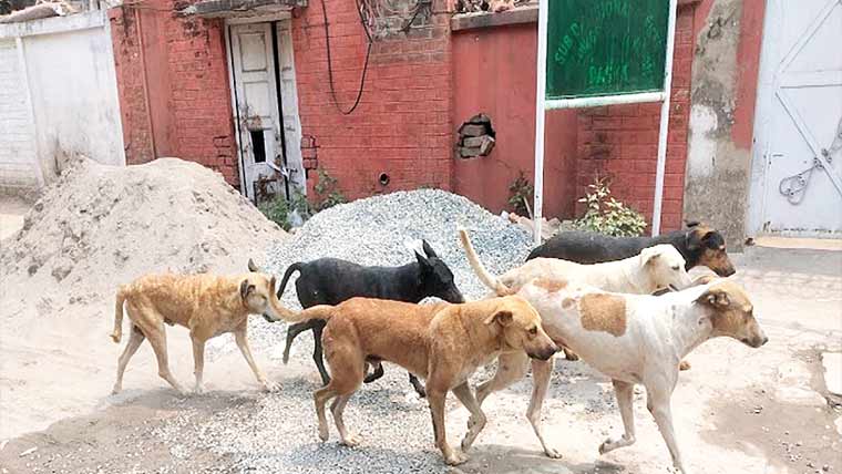 ڈسکہ:سرکاری دفاتر، گلی محلوں میں آوارہ کتوں کے ڈیرے 