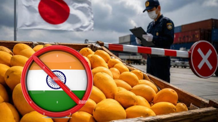 جاپان کی بھارت سے  آموں کی درآمد پر پابندی  ٹریٹمنٹ خامیاں وجہ قرار