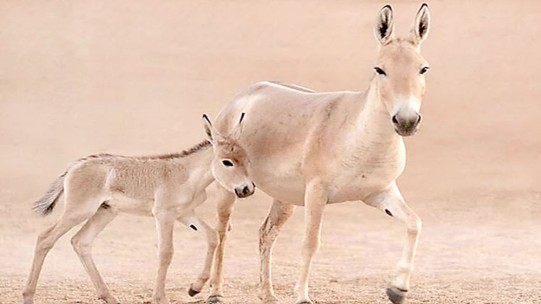 سعودی عرب میں صدی بعد نایاب اونیگر کی پیدائش