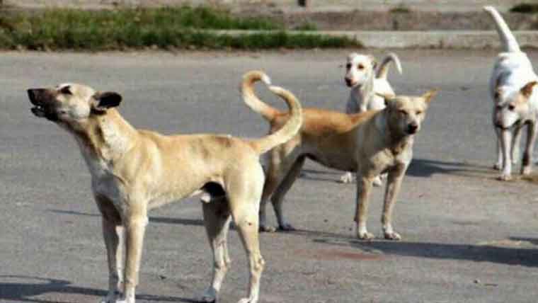 گلی میں کھیلتی بچی پر آوارہ کتوں کا حملہ