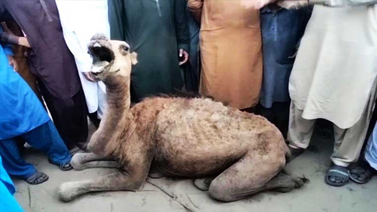بے زبان پرپھر ظلم، تھرپارکر میں اونٹنی کی آنکھیں نکال دیں