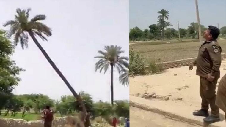 ڈکیتی کا ملزم 80فٹ لمبے کھجور کے  درخت پر چڑھ گیا،پولیس ،ریسکیو  اتارنے میں ناکام، درخت کاٹنا پڑا