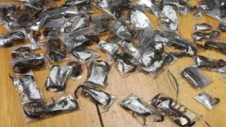 جنوبی افریقہ :کیپ ٹاؤن ایئرپورٹ  سے 150 زہریلے بچھو سمگل کرنے  کی کوشش ،ایک شخص گرفتار