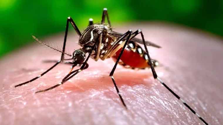  پنجاب بھر میں ڈینگی خدشہ، بلدیاتی اداروں کو اقدامات کا حکم 