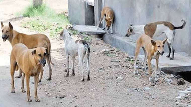  کتے نے 14 معصوم بچوں کو کاٹ لیا، علاقہ میں خوف و ہراس
