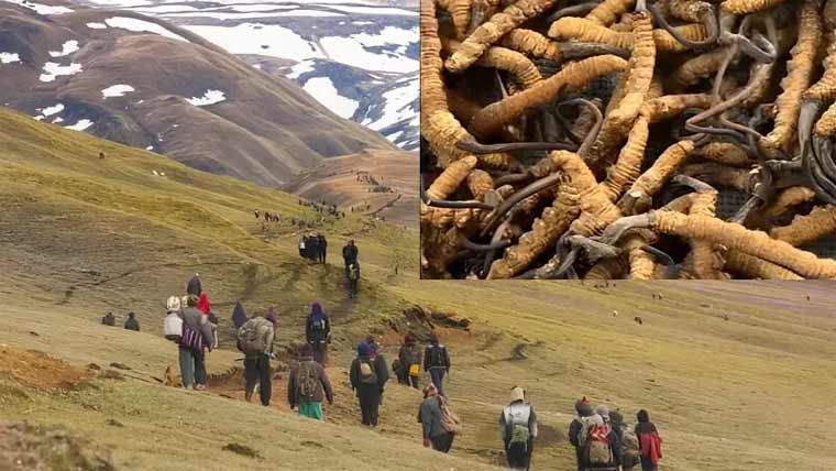 یارسا گمبا،ہمالیائی گولڈ کہلانے والی نایاب پھپھوندی