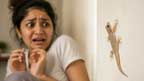 کچھ لوگوں کو چھپکلیوں سے ڈر کیوں لگتا ہے ؟حقائق جانئے