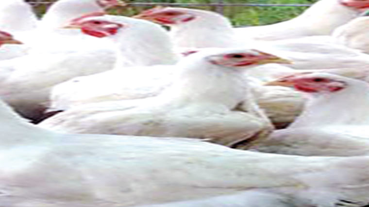 گوشت 22روپے کلو سستا