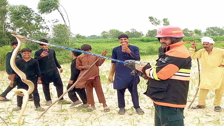 سیالکوٹ میں رہائشی علاقے  سے 3 بڑے سانپ برآ مد 