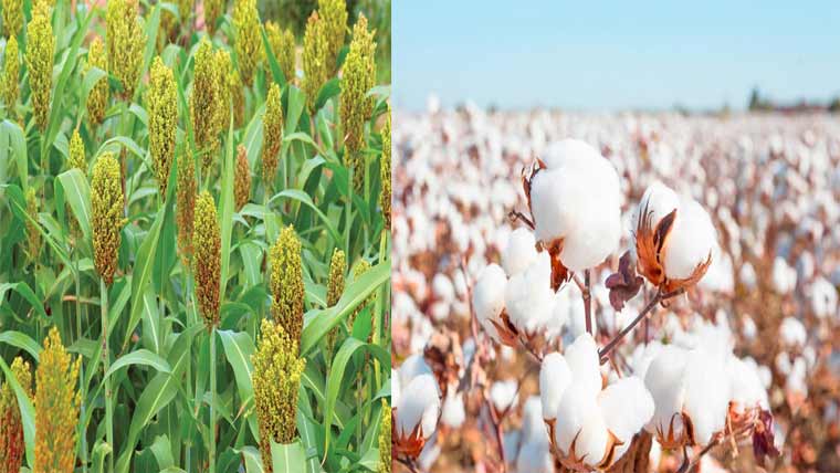 روئی اور پھٹی کی قیمتوں میں غیر معمولی مندی کا رجحان 