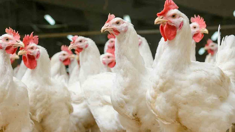 چکن کی قیمت میں  15روپے کلو اضافہ