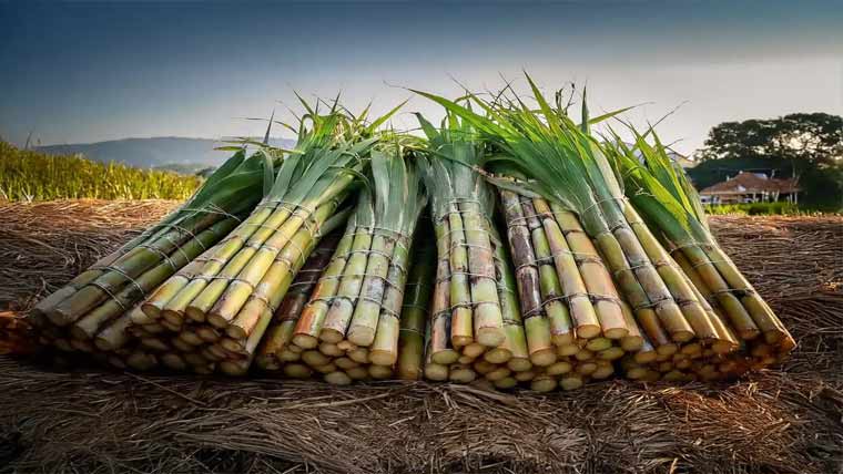 پل باگڑ سرگانہ میں گنے کی نئی اورجدید ورائٹی پر مشاورت