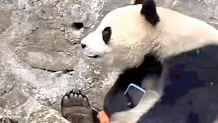 ایک شخص کا فون گر گیا،پانڈا کا واپس کرنے سے انکار 