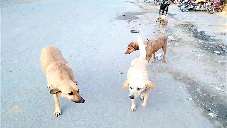 یونین کونسلوں کو بھی آوارہ کتوں کی تلفی پر لگا دیا 