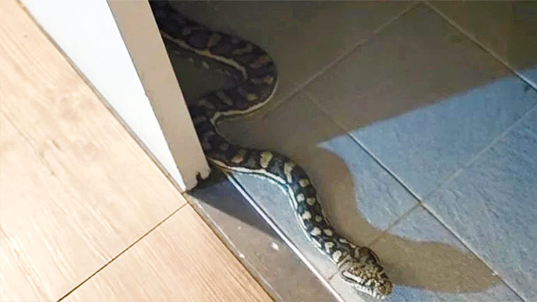 باتھ روم میں سانپ ، آدھی رات کو سپیرے کی طلبی