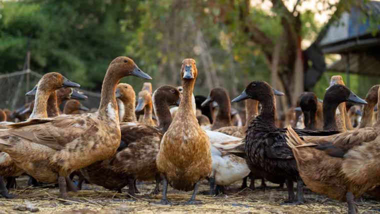 چین:بطخ کے پیٹ سے لاکھوں روپے کا سونا نکل آیا