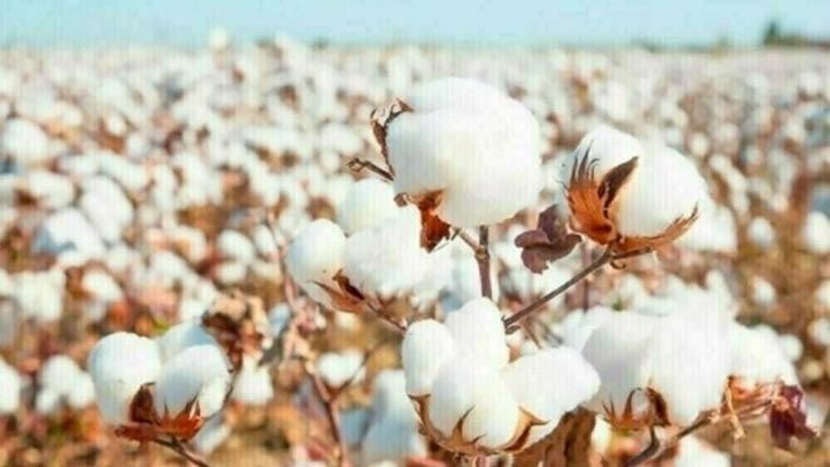 کاٹن مارکیٹ میں روئی کا بھاؤ مستحکم، کاروباری حجم کم رہا