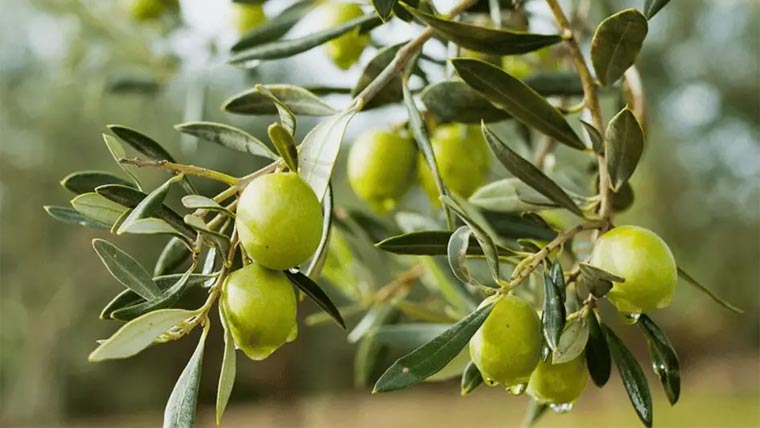 40 ہزار ایکڑ پر کمرشل زیتون کے باغات لگانے کا نیا منصوبہ تجویز