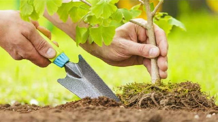 عباس ویلفیئر سوسائٹی کی شجرکاری مہم   مین بازار میں درجنوں پودے لگائے 