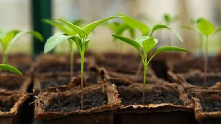 فیصل آباد میں ایک لاکھ پودے لگانے کا ہدف مقرر