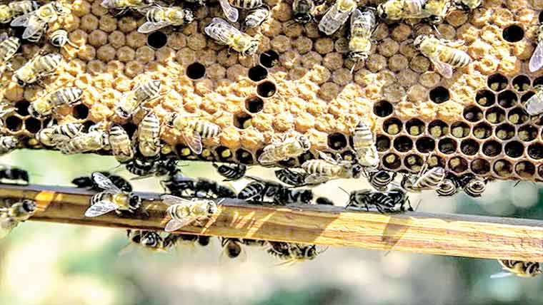 فاریور کیمیکلز کا شہد کی مکھیوں پر تشویشناک اثر، نیاانکشاف
