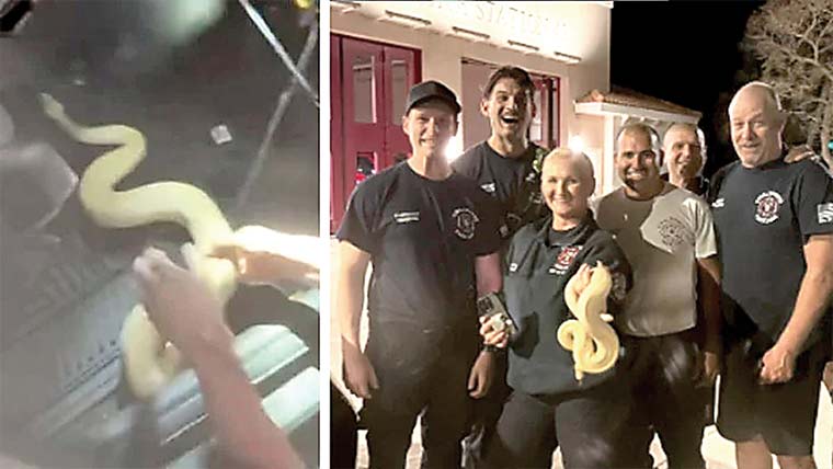 کار کے ڈیش بورڈ میں پھنسے اژدھے کو نکال لیا گیا