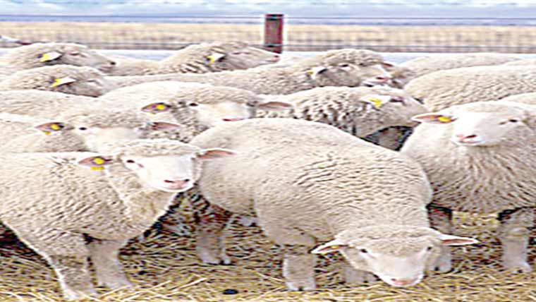 نامعلوم افراد نے چوری کر لیں 