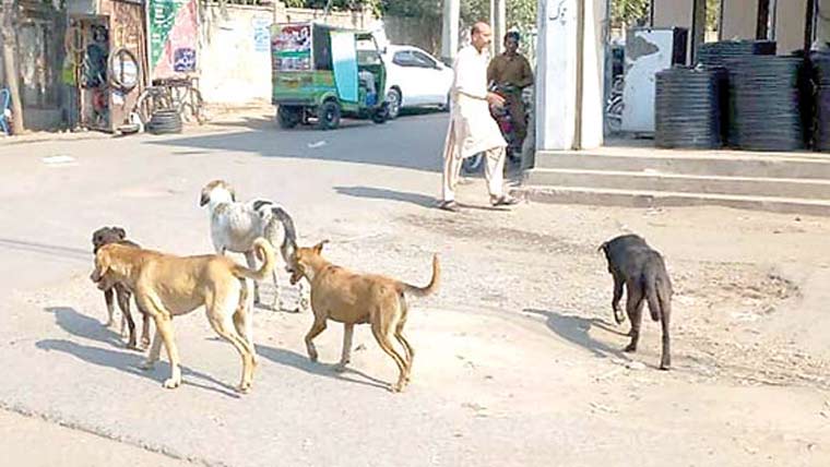  کالیکی:آوارہ کتوں کے  حملے میں بچہ شدید زخمی 