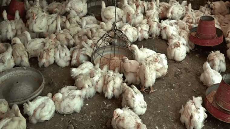 بیمار مرغیوں  کے گوشت کی فروخت جاری پیٹ اور آنتوں کی بیماریاں شہریوں میں تشویش