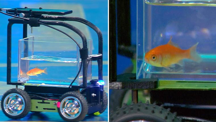 نیدر لینڈز میں سنہری مچھلی نے کار چلا کر ریکارڈ بنا دیا