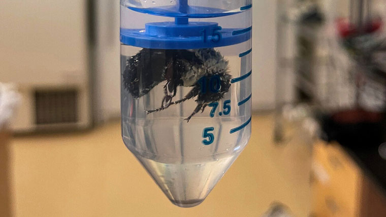 بھنورے ایک ہفتے تک پانی میں زندہ رہ سکتے ہیں:تحقیق