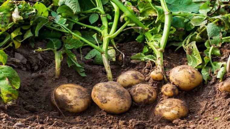 ازبکستان کی آلو کی کاشت اور تحقیق  کیلئے زمین فراہم کرنے کی پیشکش 