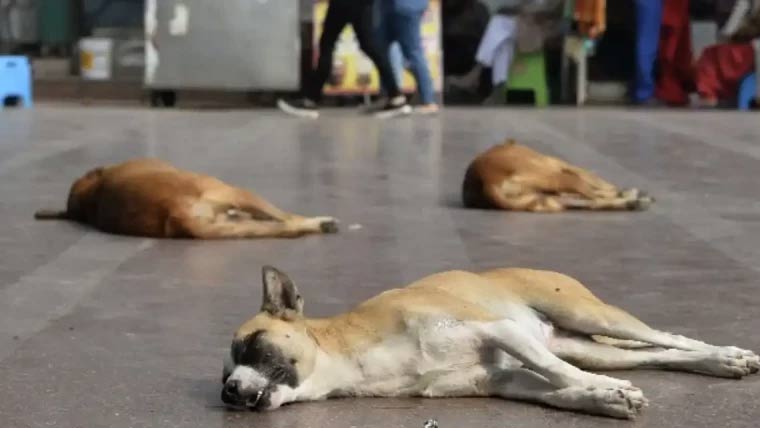 لاہور ریلوے سٹیشن پر آوارہ کتوں کی بھرمار 