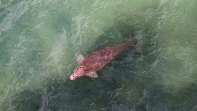 ایران جنگ،خلیج فارس میں سمندری حیات خطرات سے دوچار